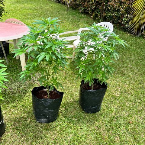 Ayahuasca  #1 growlog timeline photo