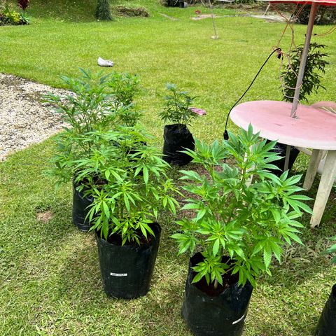 Ayahuasca  #1 growlog timeline photo