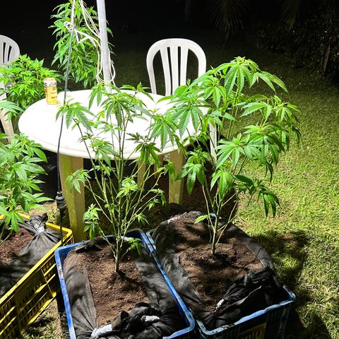 Ayahuasca  #1 growlog timeline photo