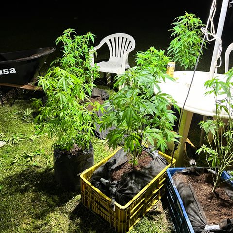 Ayahuasca  #1 growlog timeline photo