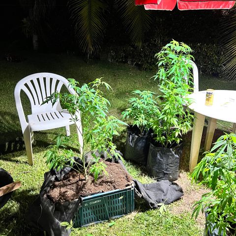 Ayahuasca  #1 growlog timeline photo