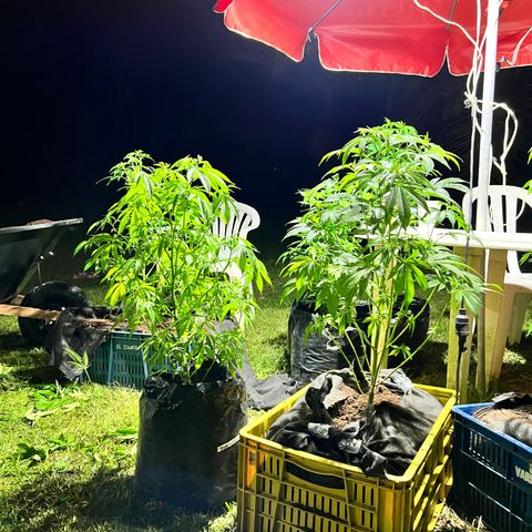 Ayahuasca  #1 growlog timeline photo