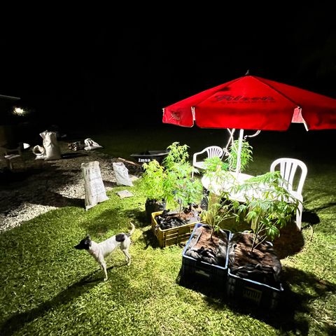 Ayahuasca  #1 growlog timeline photo