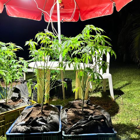 Ayahuasca  #1 growlog timeline photo