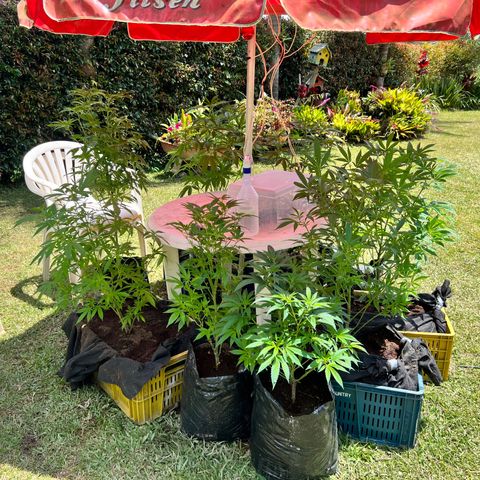 Ayahuasca  #1 growlog timeline photo