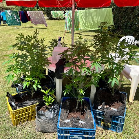 Ayahuasca  #1 growlog timeline photo