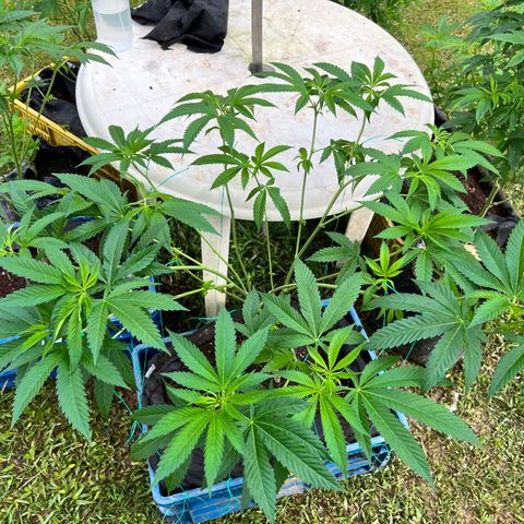 Ayahuasca  #1 growlog timeline photo