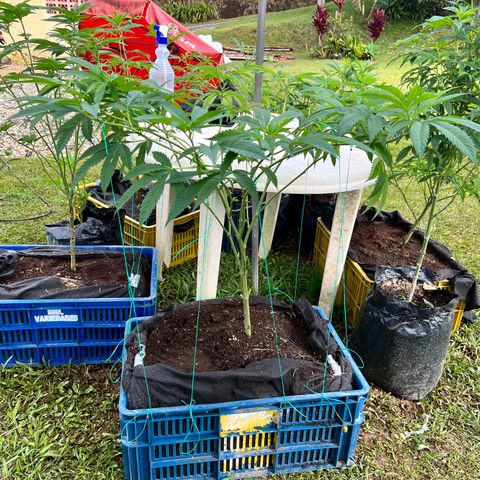 Ayahuasca  #1 growlog timeline photo