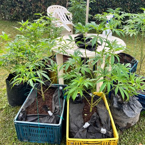 Ayahuasca  #1 growlog timeline photo