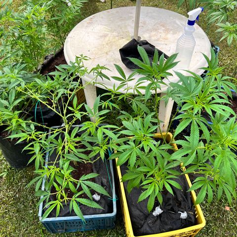 Ayahuasca  #1 growlog timeline photo