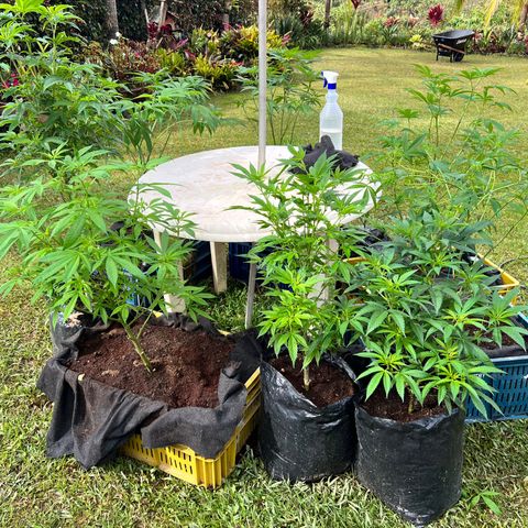 Ayahuasca  #1 growlog timeline photo