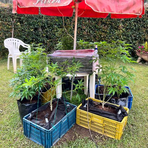 Ayahuasca  #1 growlog timeline photo