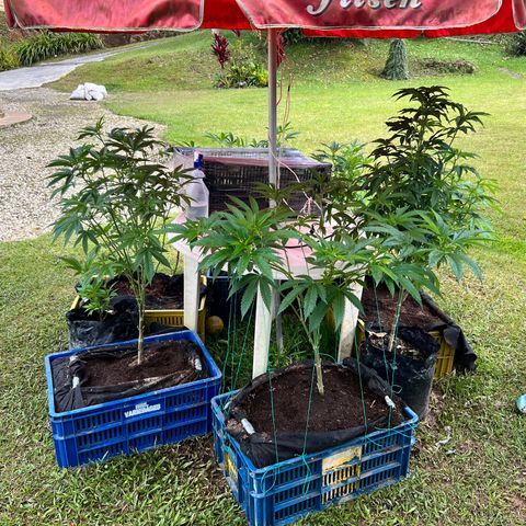 Ayahuasca  #1 growlog timeline photo