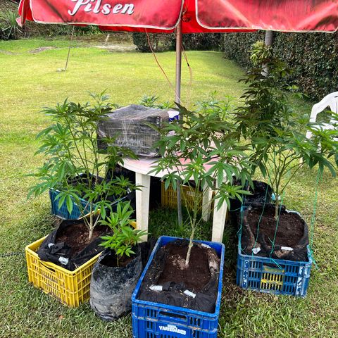 Ayahuasca  #1 growlog timeline photo