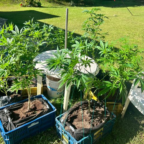Ayahuasca  #1 growlog timeline photo