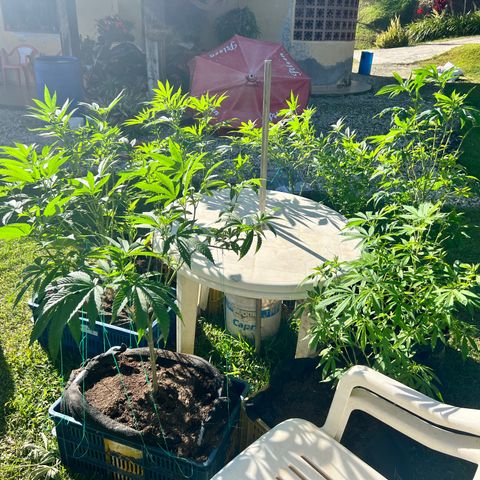 Ayahuasca  #1 growlog timeline photo