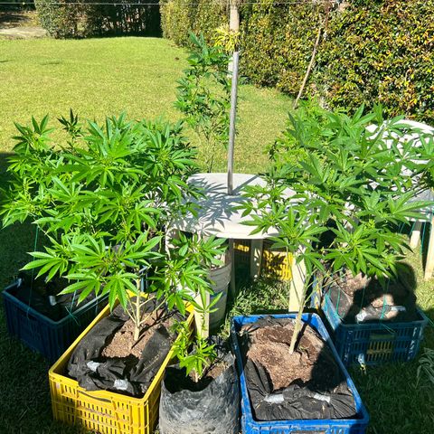 Ayahuasca  #1 growlog timeline photo