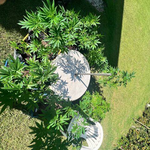 Ayahuasca  #1 growlog timeline photo