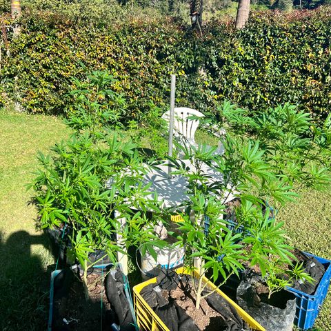 Ayahuasca  #1 growlog timeline photo