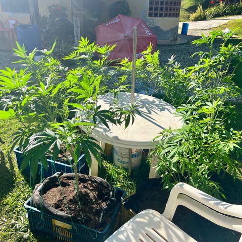 Ayahuasca  #1 growlog timeline photo