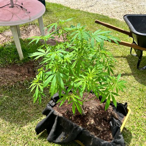 Ayahuasca  #1 growlog timeline photo
