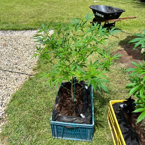 Ayahuasca  #1 growlog timeline photo