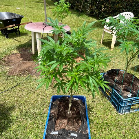 Ayahuasca  #1 growlog timeline photo