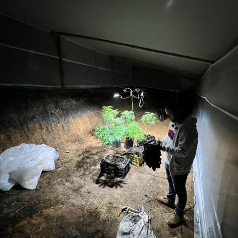 Ayahuasca  #1 growlog timeline photo