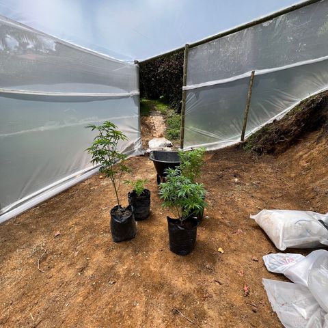 Ayahuasca  #1 growlog timeline photo