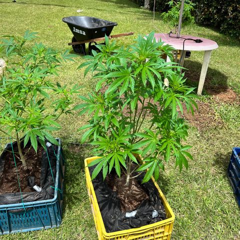 Ayahuasca  #1 growlog timeline photo