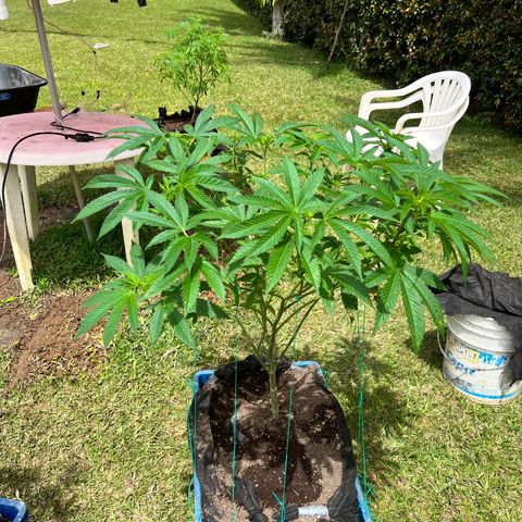 Ayahuasca  #1 growlog timeline photo