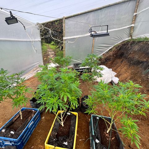 Ayahuasca  #1 growlog timeline photo