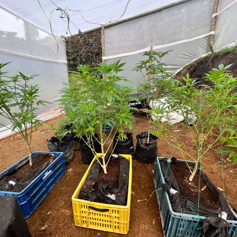 Ayahuasca  #1 growlog timeline photo