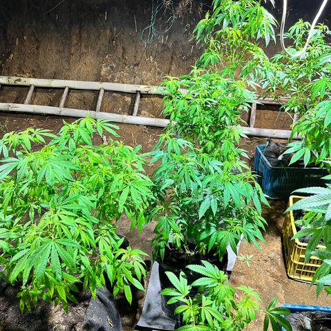 Ayahuasca  #1 growlog timeline photo