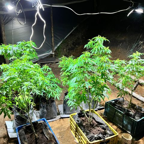 Ayahuasca  #1 growlog timeline photo