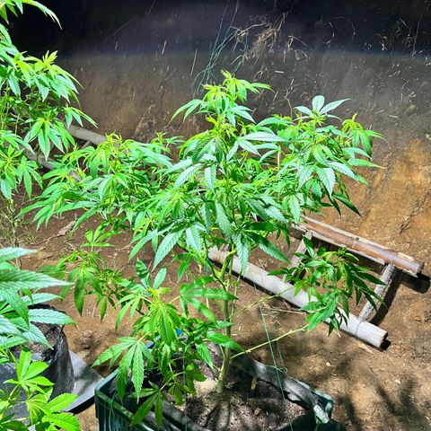 Ayahuasca  #1 growlog timeline photo