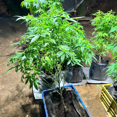 Ayahuasca  #1 growlog timeline photo