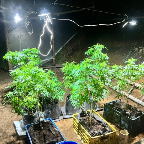 Ayahuasca  #1 growlog timeline photo