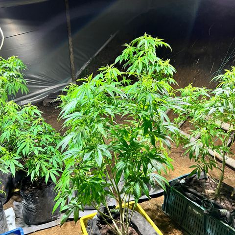 Ayahuasca  #1 growlog timeline photo