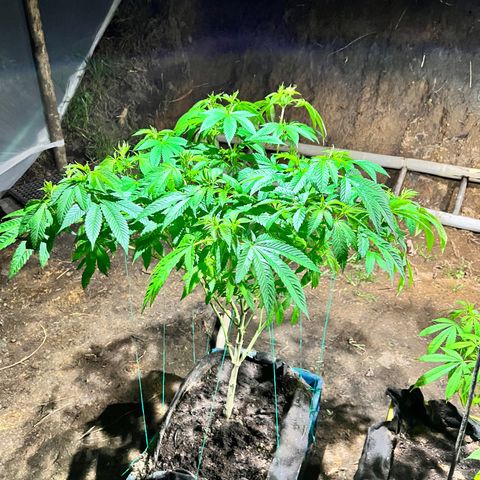 Ayahuasca  #1 growlog timeline photo