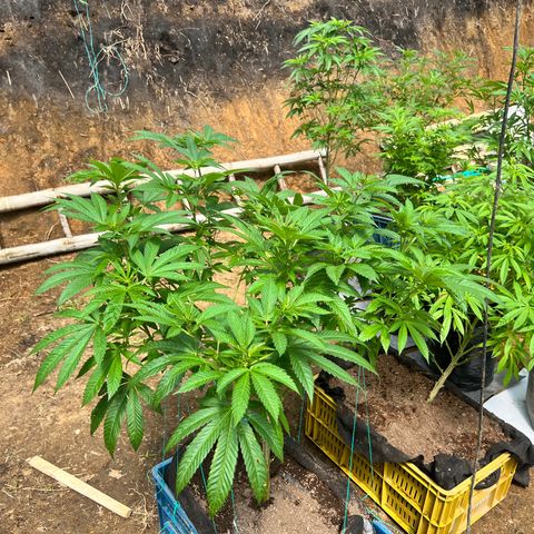 Ayahuasca  #1 growlog timeline photo