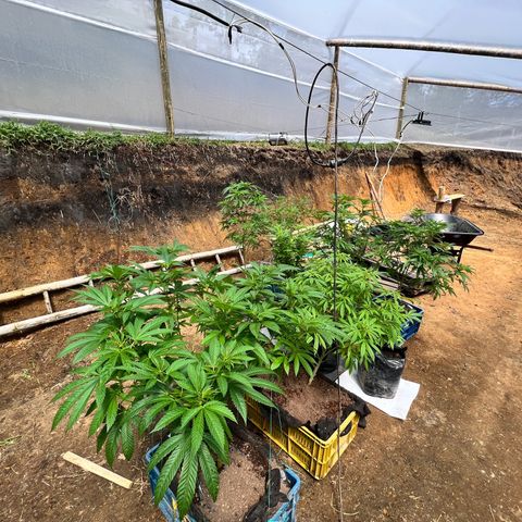 Ayahuasca  #1 growlog timeline photo