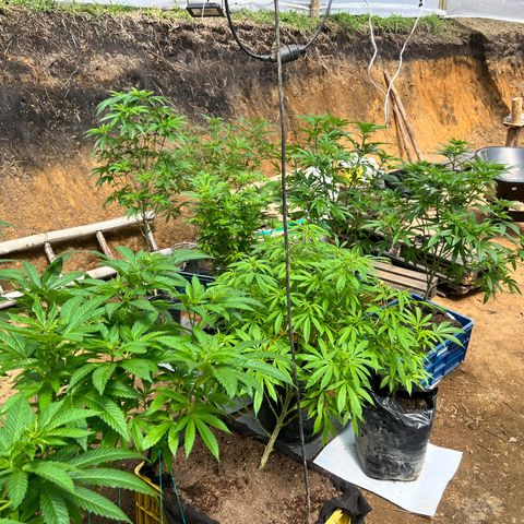 Ayahuasca  #1 growlog timeline photo