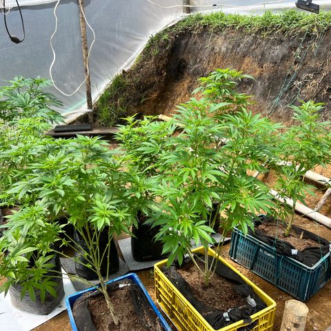 Ayahuasca  #1 growlog timeline photo