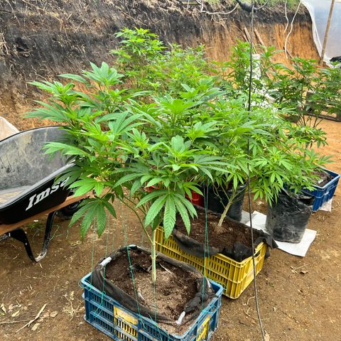 Ayahuasca  #1 growlog timeline photo