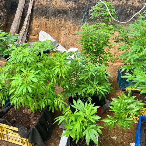 Ayahuasca  #1 growlog timeline photo