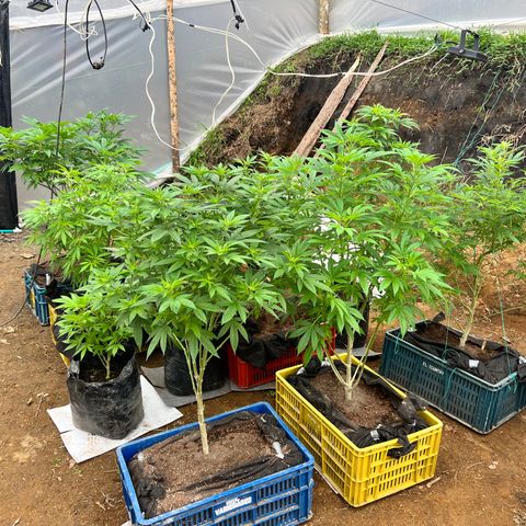 Ayahuasca  #1 growlog timeline photo