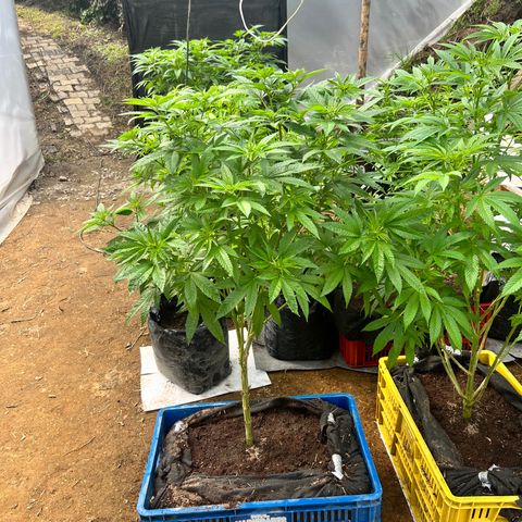 Ayahuasca  #1 growlog timeline photo