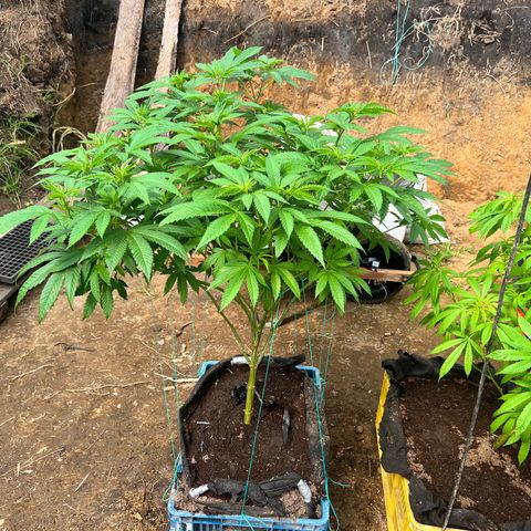 Ayahuasca  #1 growlog timeline photo