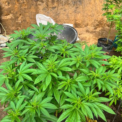 Ayahuasca  #1 growlog timeline photo